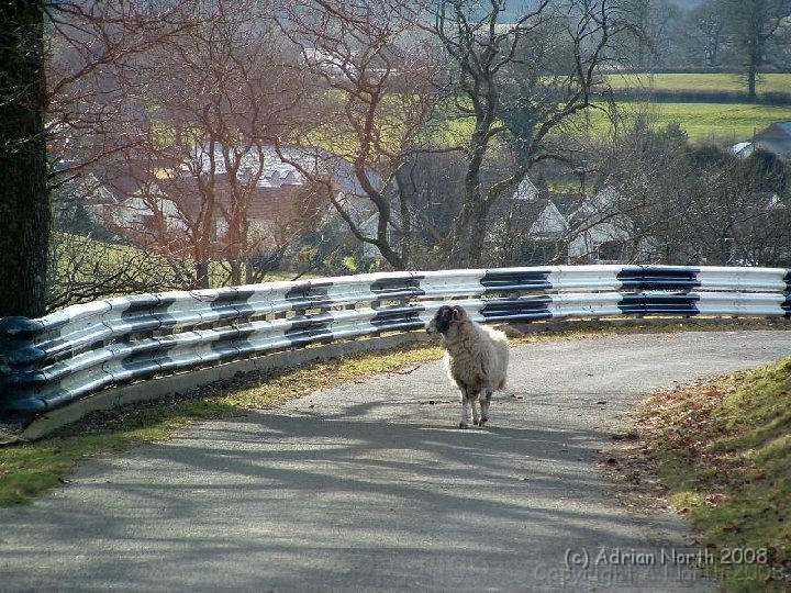 388657186AYHqJo_ph[1].jpg - Racing sheep at Barbon